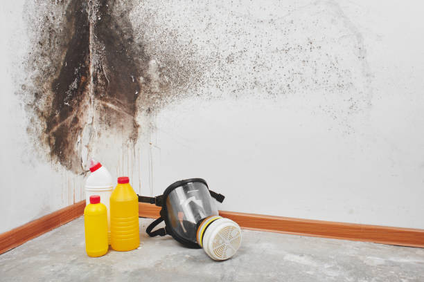 Best Crawl Space Mold Remediation in La Grange Park, IL