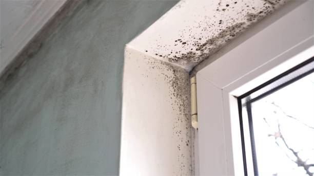 Best Bathroom Mold Remediation in La Grange Park, IL