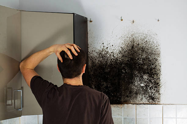 Best White Mold Remediation in La Grange Park, IL