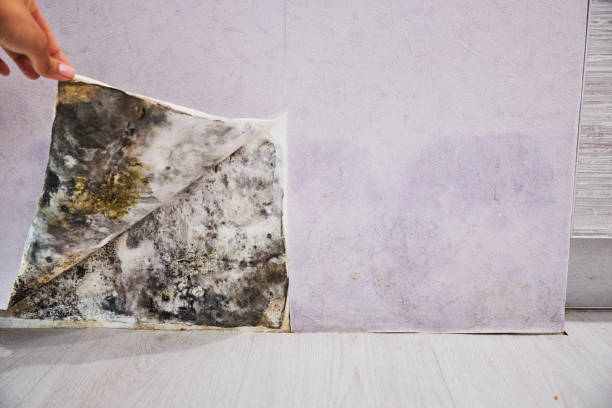 Best Kitchen Mold Remediation in La Grange Park, IL